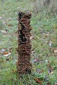 eikenbloedzwam (stereum gausapatum) 11-2010 1900